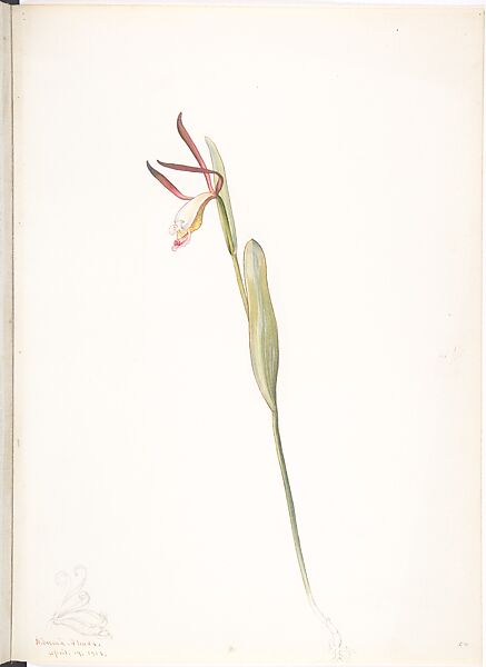 Spreading Pogonia (Cleistesiopsis), Margaret Neilson Armstrong American, Watercolor and brown ink over graphite, with detail in graphite