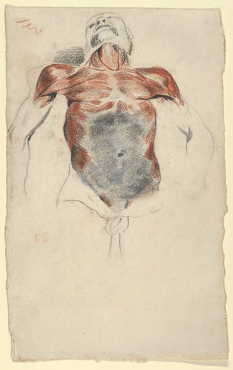 Ecorché: Torso of a Male Cadaver, Eugène Delacroix French, Red, black, and white fabricated chalk, graphite