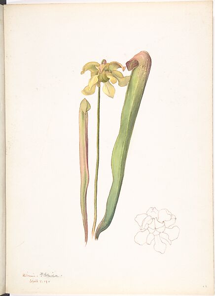 Hooded Pitcher Plant (Sarracenia Minor), Margaret Neilson Armstrong American, Watercolor and brown ink over graphite, with detail ink brown ink