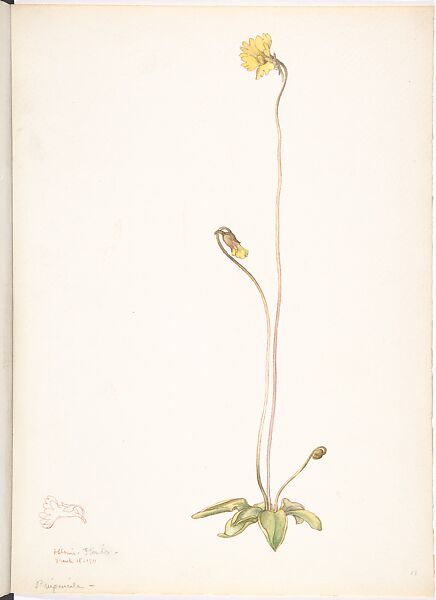 Yellow Butterwort (Pinguicula Lutea), Margaret Neilson Armstrong American, Watercolor and brown ink over graphite, with details in brown ink