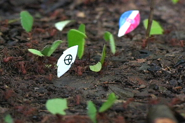 Coexistencia (Coexistence), Donna Conlon American, Single-channel digital video, color, sound, 5 min., 26 sec.