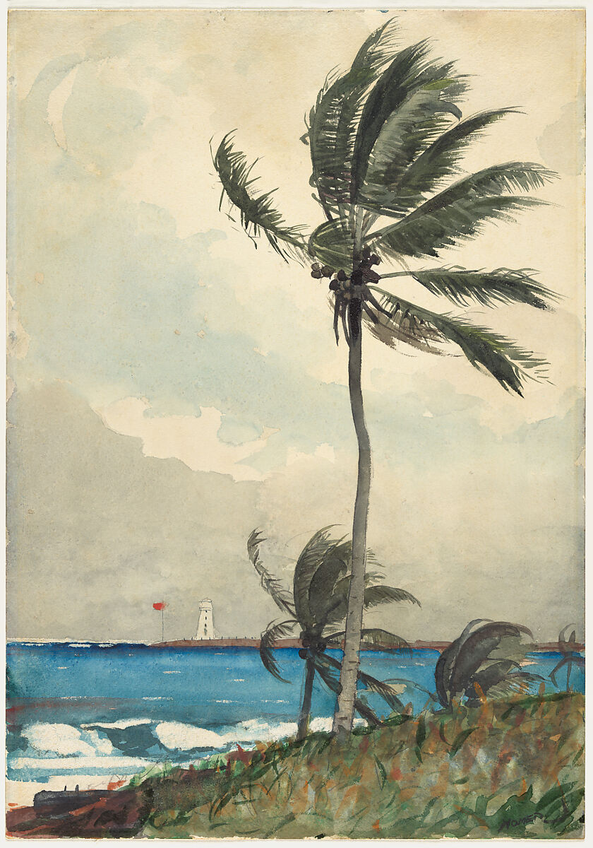 Palm Tree, Nassau, Winslow Homer American, Watercolor and graphite on off-white wove paper, American