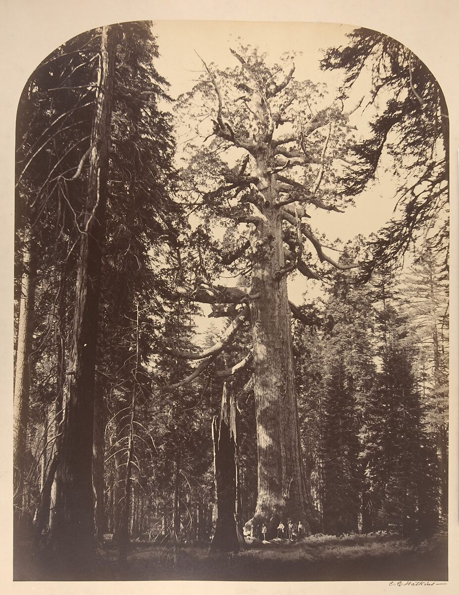 The Grizzly Giant, Mariposa Grove, Yosemite, Carleton E. Watkins American, Albumen silver print from glass negative