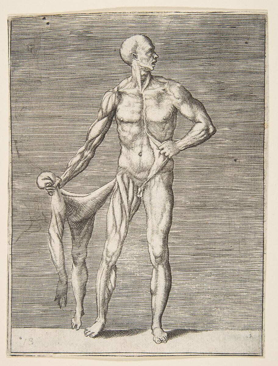 Flayed man seen from the front, holding the skin of his right arm and leg, Giulio Bonasone Italian, Engraving