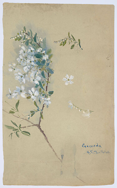 Drawing of Exochorda, Agnes F. Northrop American, Transparent and opaque watercolor and graphite on paper, American